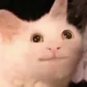 dumbcat