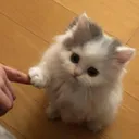 supportcat