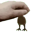 kiwi_headpat