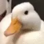 quack
