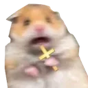 malHamsterCross