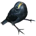 birb