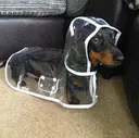 raindog