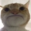 KotWhyDoe Discord Emoji