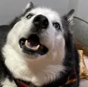 AU_Kuma1 AU_Kuma1