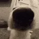 Sniffers