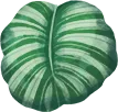 calatheaorb_adultleaf01