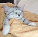 sdf_cat_sleep Discord emoji
