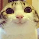 Nicecat Discord Emoji