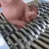 SCbingusSHREDDER SCbingusSHREDDER