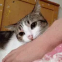 SCbiting