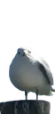 birb