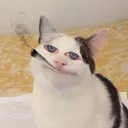 ganjacat