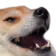 Doge Kek dogekek Discord Emoji