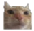 Cate Stare Discord Emoji