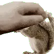 petthesquirrel