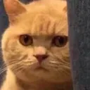 cat_angry