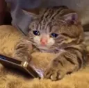 cat_DepressedOnPhone