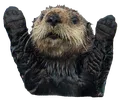 otterpraise