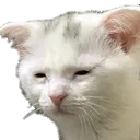 tiredcat