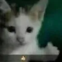 thumbcat