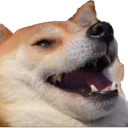 doge