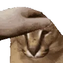 floppapet