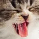 strawberrycat_bleh Discord Emoji