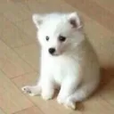 sit