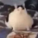 chubbymcchubberson