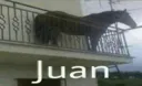juan juan