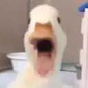 duckpog