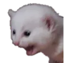 reeeee