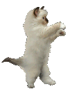 catdance Discord Emoji