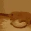 catmilkspill