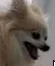 FluffyDoggo