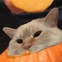 pumpkincat