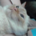 EN_mohno Discord emoji