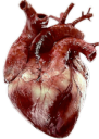 grt_HumanHeart Discord emoji