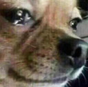 sad_dog Discord emoji