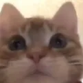 TAD_Cat_Qqqqqq