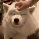 dog_pet Discord emoji