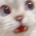 CattoSpooked Discord Emoji