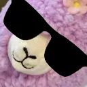 coolalpaca