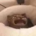 waacat waacat