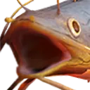 DoDFishPog