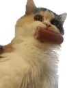 sausag