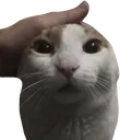 me_petting_my_cat me_petting_my_cat