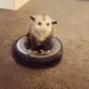 OPPOSSUMzoomba1