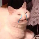 catcry Discord Emoji